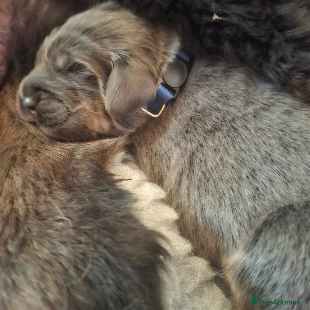 Tibetan Mastiff dogs for sale: Tibetan Mastiff - Advert 2