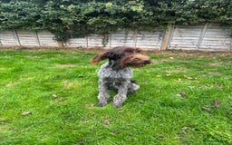 German Wirehaired Pointer dogs for sale: German wirehaired female  - Image 3