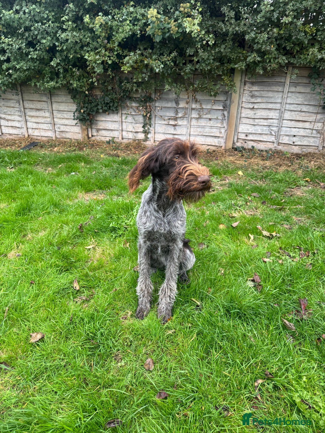 German Wirehaired Pointer dogs for sale: German wirehaired female  - Image 3