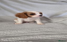 Cavalier King Charles Spaniel dogs for sale: Extensively health tested parents  - Image 5