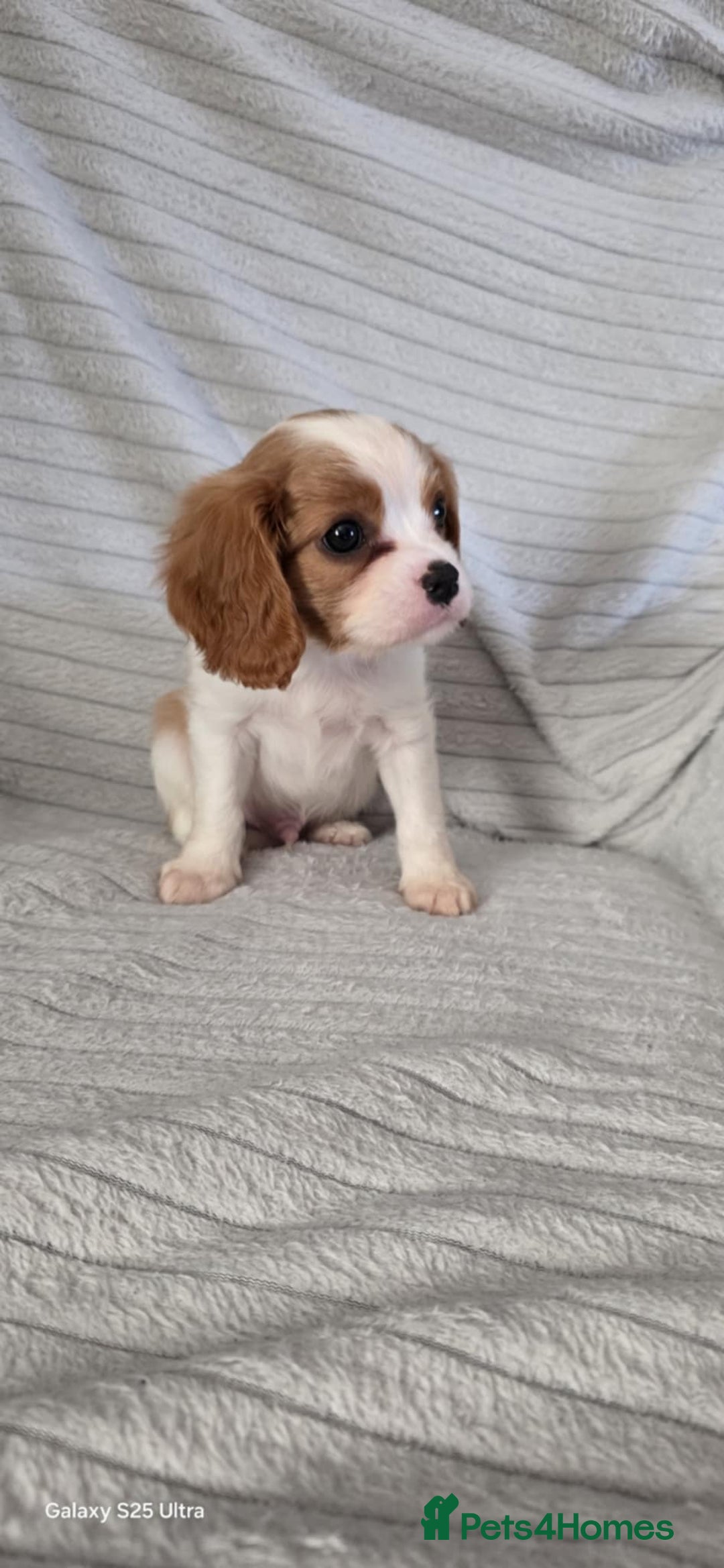 Cavalier King Charles Spaniel dogs for sale: Extensively health tested parents  - Image 5