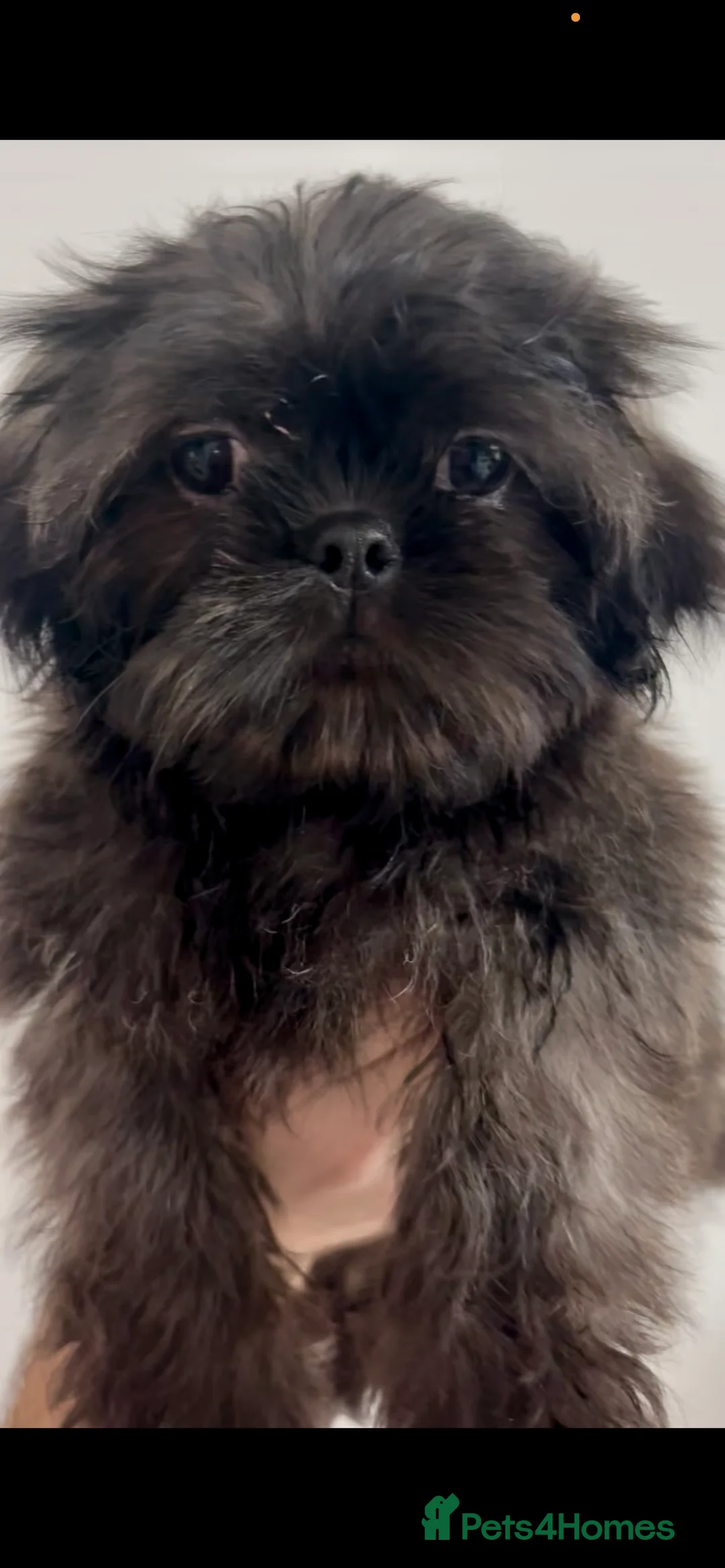 Shih Tzu dogs for sale: 6x Pedigree Imperial Shih Tzu Boys Ready To Leave - Advert 1