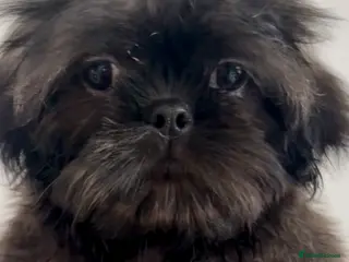 Shih Tzu dogs 6x Pedigree Imperial Shih Tzu Boys Ready To Leave - Advert 6