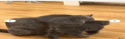 British Shorthair cats for sale: Beautiful Kitten ready to leave  - Advert 1
