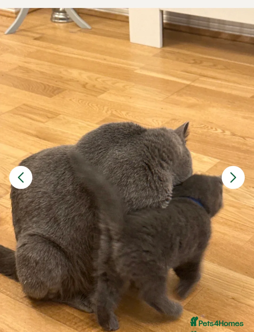 British Shorthair cats for sale: Beautiful Kitten ready to leave  - Advert 1