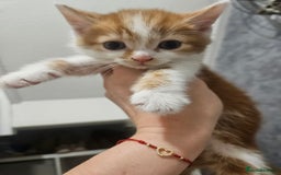 Mixed Breed birds for sale: Adorable kittens looking for forever home  - Image 2