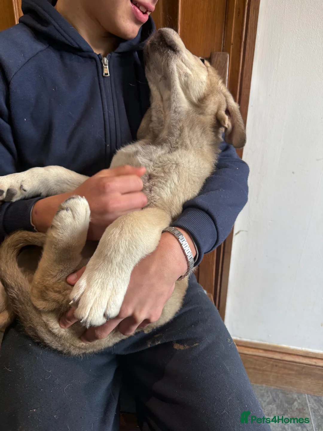 Mastiff dogs for sale: Registered Spanish mastiff puppies  - Advert 22