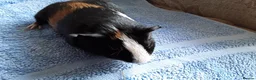 Guinea Pig rodents for sale: Pet guinea pigs in Preston - Advert 3