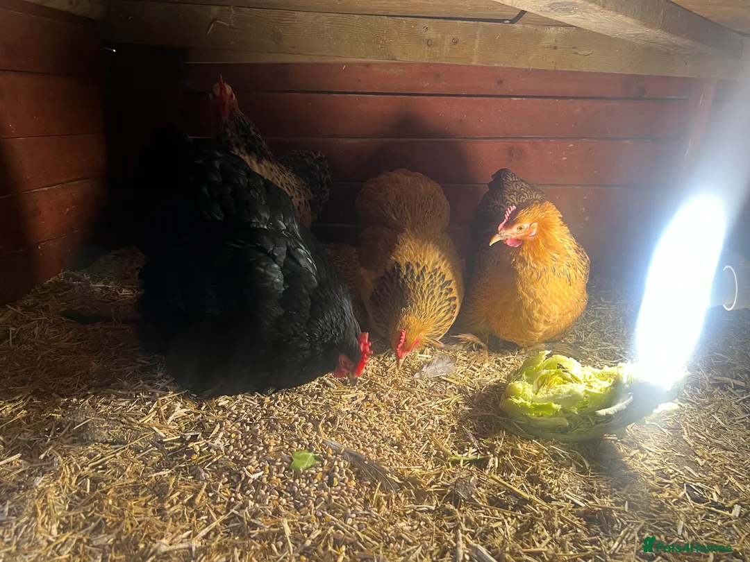 Chickens poultry for sale: Point of lay hens  - Advert 16