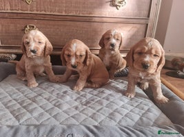 Cocker Spaniel dogs Golden Cocker Spaniel puppies - Advert 4