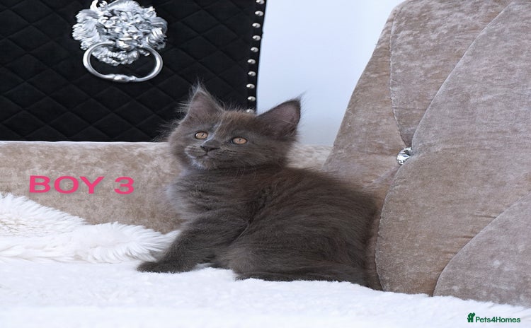 Maine Coon cats - Advert 1