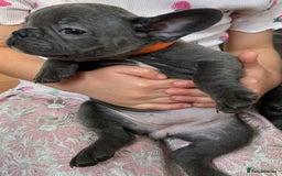 French Bulldog dogs for sale: Solid Blue French Bulldog  - Image 18