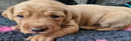 Labrador Retriever dogs for sale: KC Registered Labrador Puppies - Advert 16