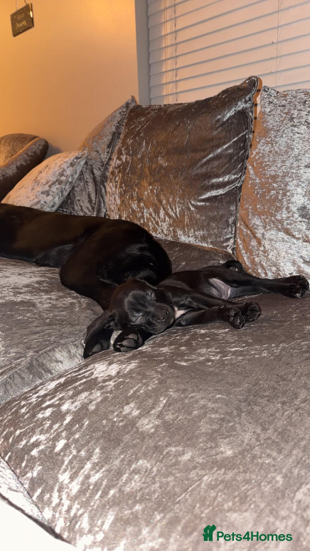 Mixed Breed dogs for sale: Lab x staffy girl puppy 2 Months old  - Advert 2