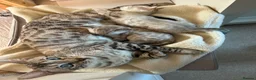 Bengal cats for sale: Snow bengal kittens in Otley - Advert 15