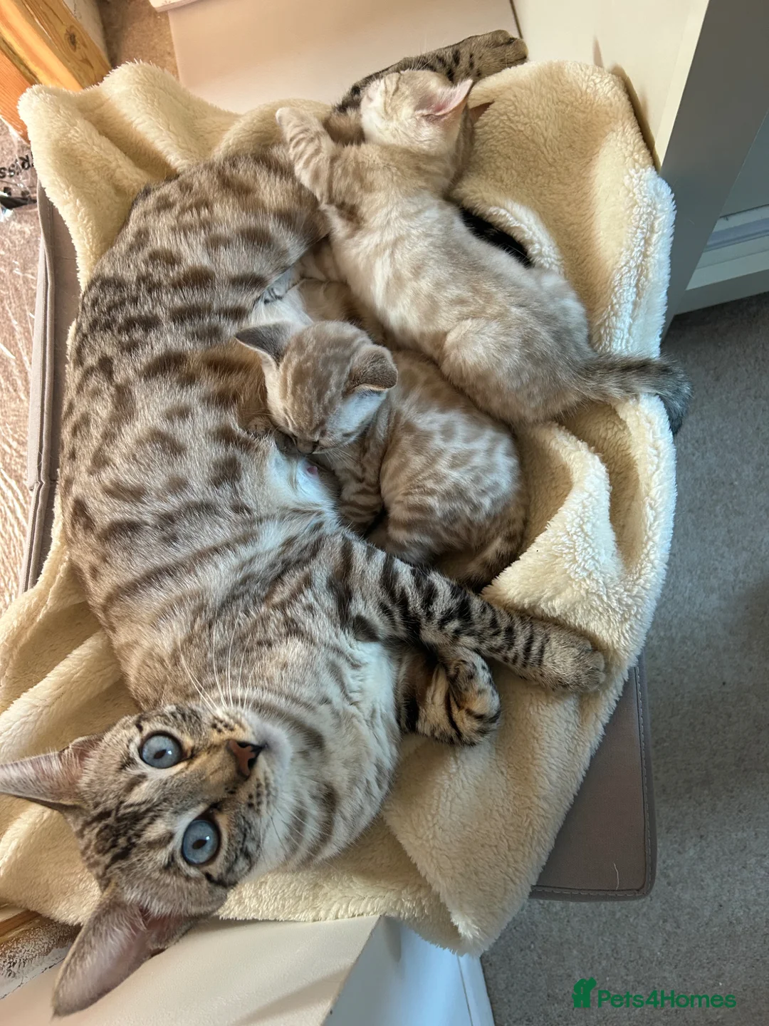 Bengal cats for sale: Snow bengal kittens in Otley - Advert 15