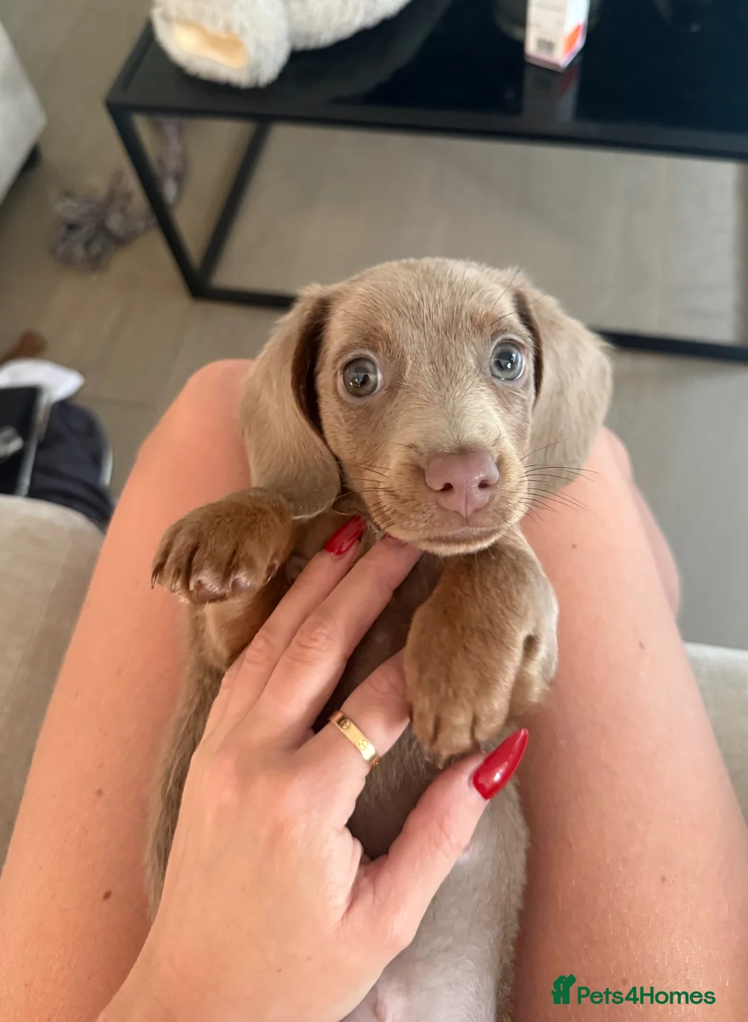 Miniature Dachshund dogs for sale: Beautiful miniature male dachshund  in Guildford - Advert 1