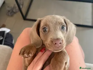 Miniature Dachshund dogs Beautiful miniature male dachshund - Advert 1