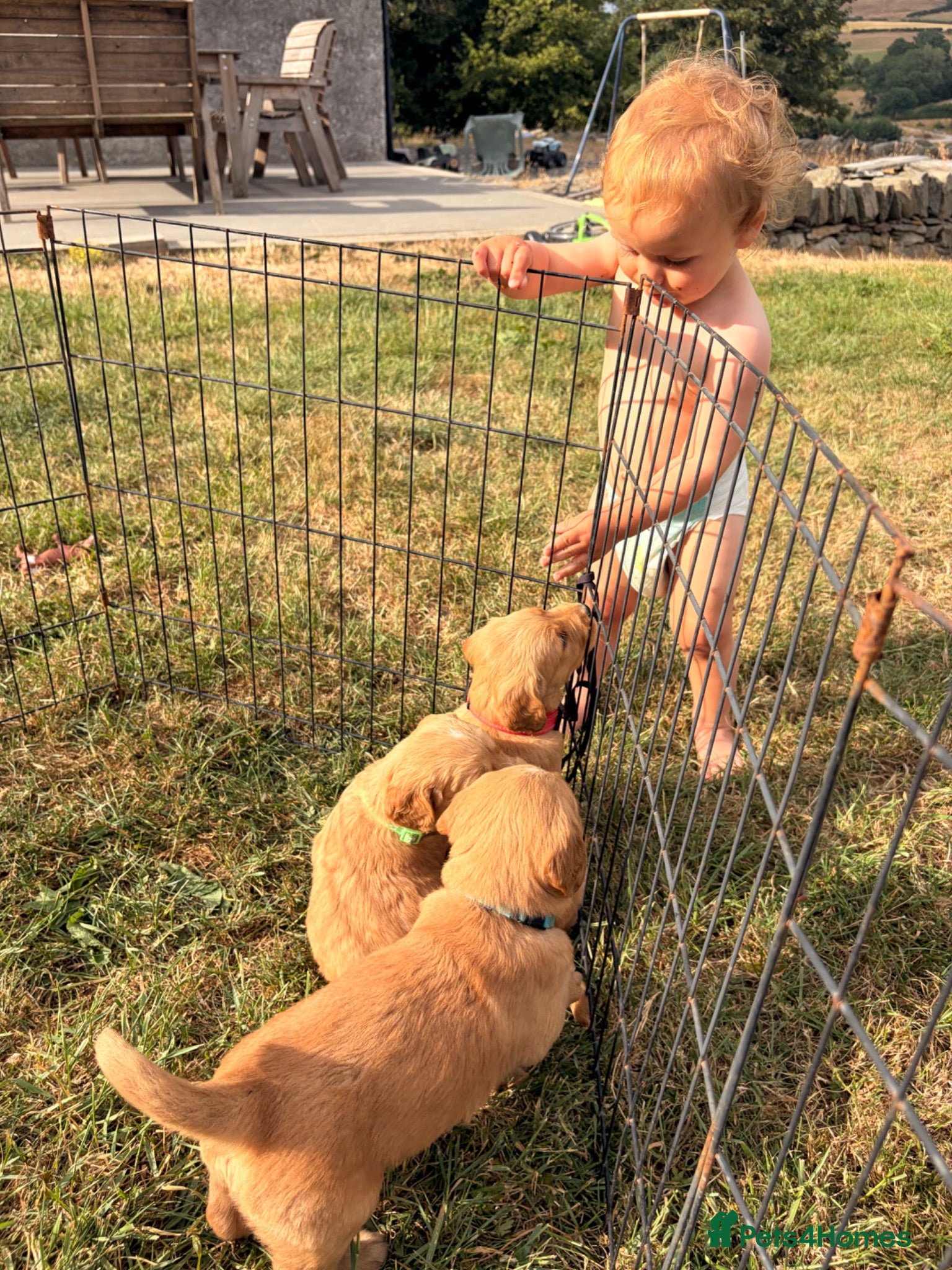 Golden Retriever dogs Outstanding breadlines with extensive health tests - Advert 2