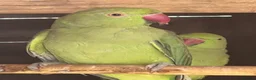 Parrots birds for sale: Male & Female Indian Ringneck Parrots  - Advert 3