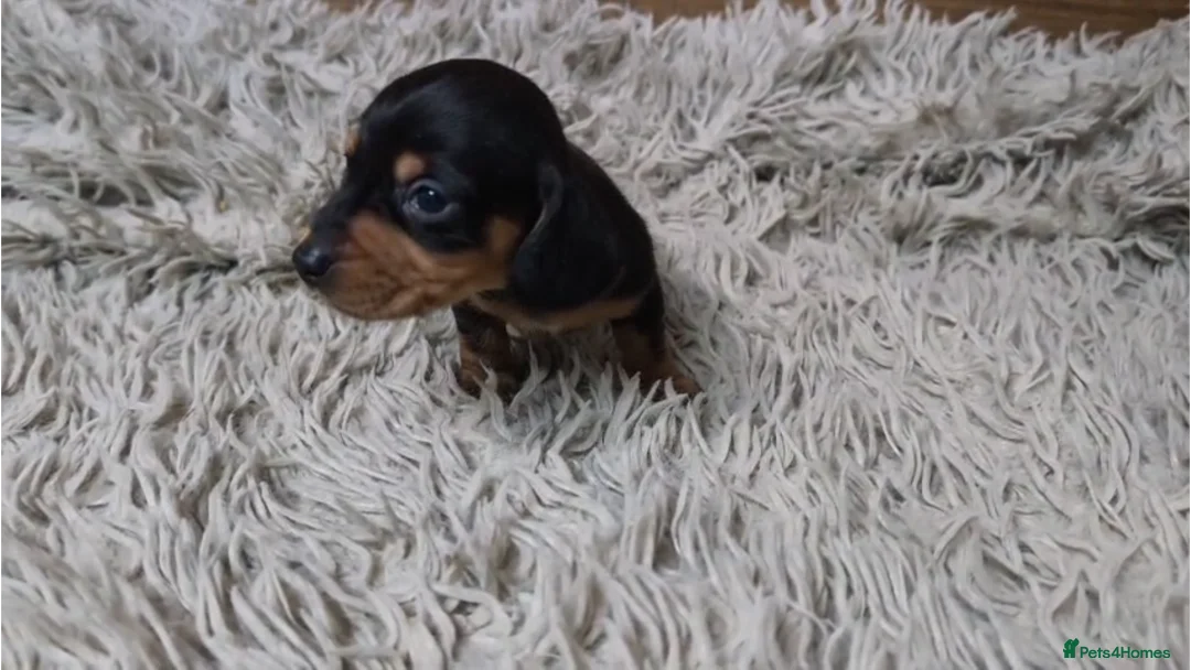 Miniature Dachshund dogs for sale: Mini Dachshund Puppies KC Ready start of March 🐾 - Advert 13
