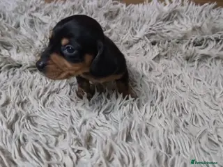 Miniature Dachshund dogs Mini Dachshund Puppies KC Ready start of March 🐾 - Advert 1