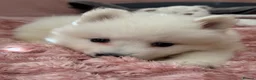 Samoyed dogs for sale: Crufts line + health tested Samoyeds - Advert 14