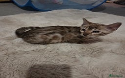 Bengal cats for sale:  1 stunning male bengal kitten (reduced price) - Image 28