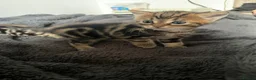 Mixed Breed cats for sale: 3 girls 1 boy kittens for sale  - Advert 5