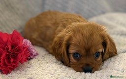Cavalier King Charles Spaniel dogs for sale: KC REG, HEART, EYE AND DNA TESTED PARENTS - Image 9