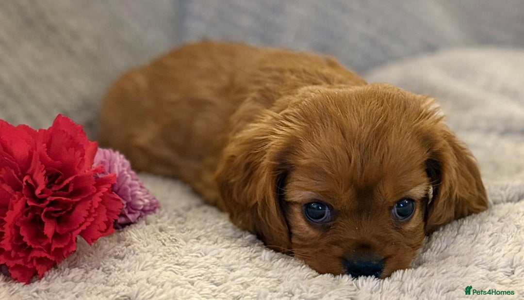 Cavalier King Charles Spaniel dogs for sale: KC REG, HEART, EYE AND DNA TESTED PARENTS - Image 9