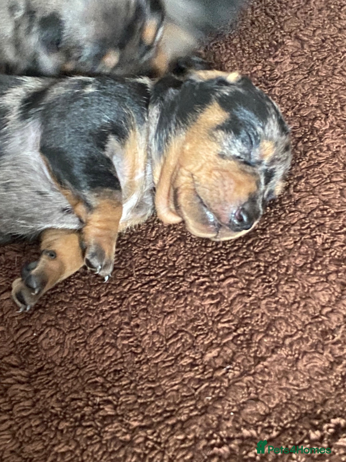 Dachshund dogs Tri silver dapple dachshunds ❤️ - Advert 3