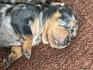 Dachshund dogs Tri silver dapple dachshunds ❤️ - Advert 3