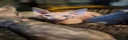 Sphynx cats for sale: Sphyx kittens for sale both £750 - Advert 21
