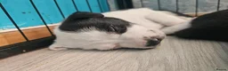 Mixed Breed dogs for sale: 6 puppies - Advert 11