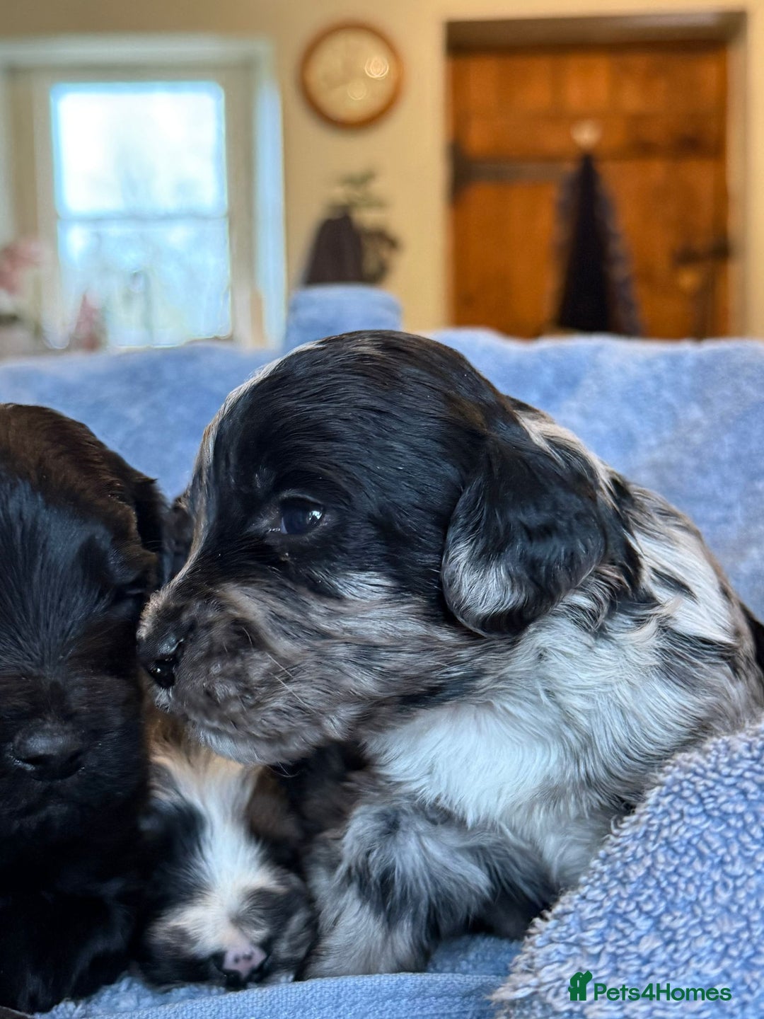 Sproodle dogs for sale: Merle F1 Sproodles 5⭐️Licenced Breeder full DNA - Advert 9