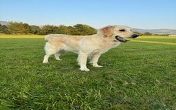 Golden Retriever dogs for sale: Exceptional Litter of Golden Retriever Puppies  - Image 1