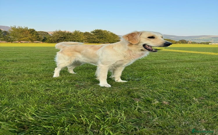 Golden Retriever dogs - Advert 8