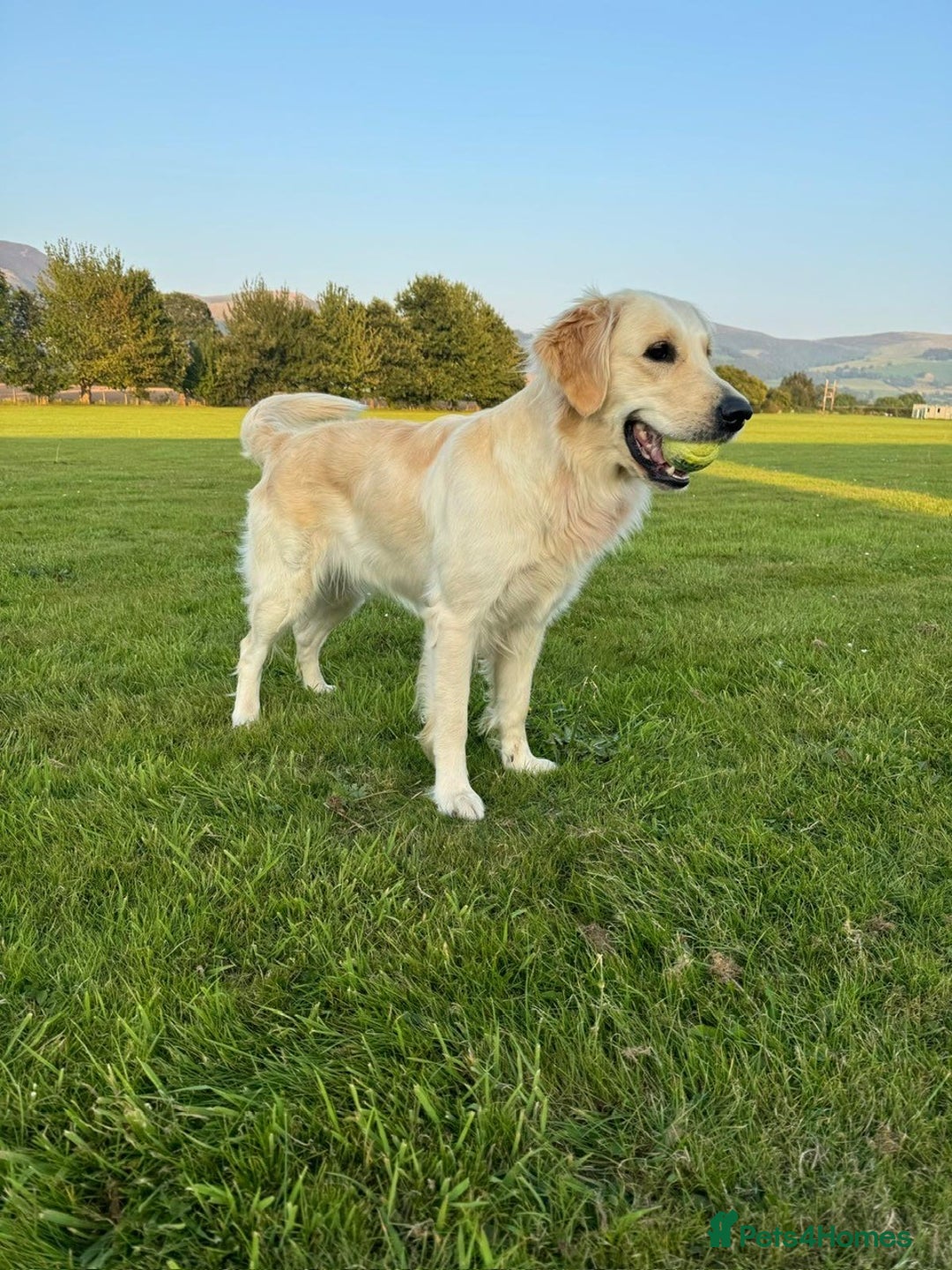 Golden Retriever dogs for sale: Exceptional Litter of Golden Retriever Puppies  - Image 1