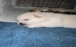 Pomeranian dogs for sale: Champion bloodline Pomeranian puppies  - Image 14