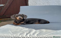Miniature Dachshund dogs for stud: Available for stud blue and tan mini dachshund - Image 18
