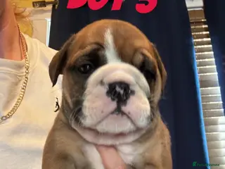 English Bulldog dogs Beautiful Traditional British bulldogs - Advert 2