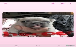 French Bulldog dogs for sale: French bulldog  - Image 11