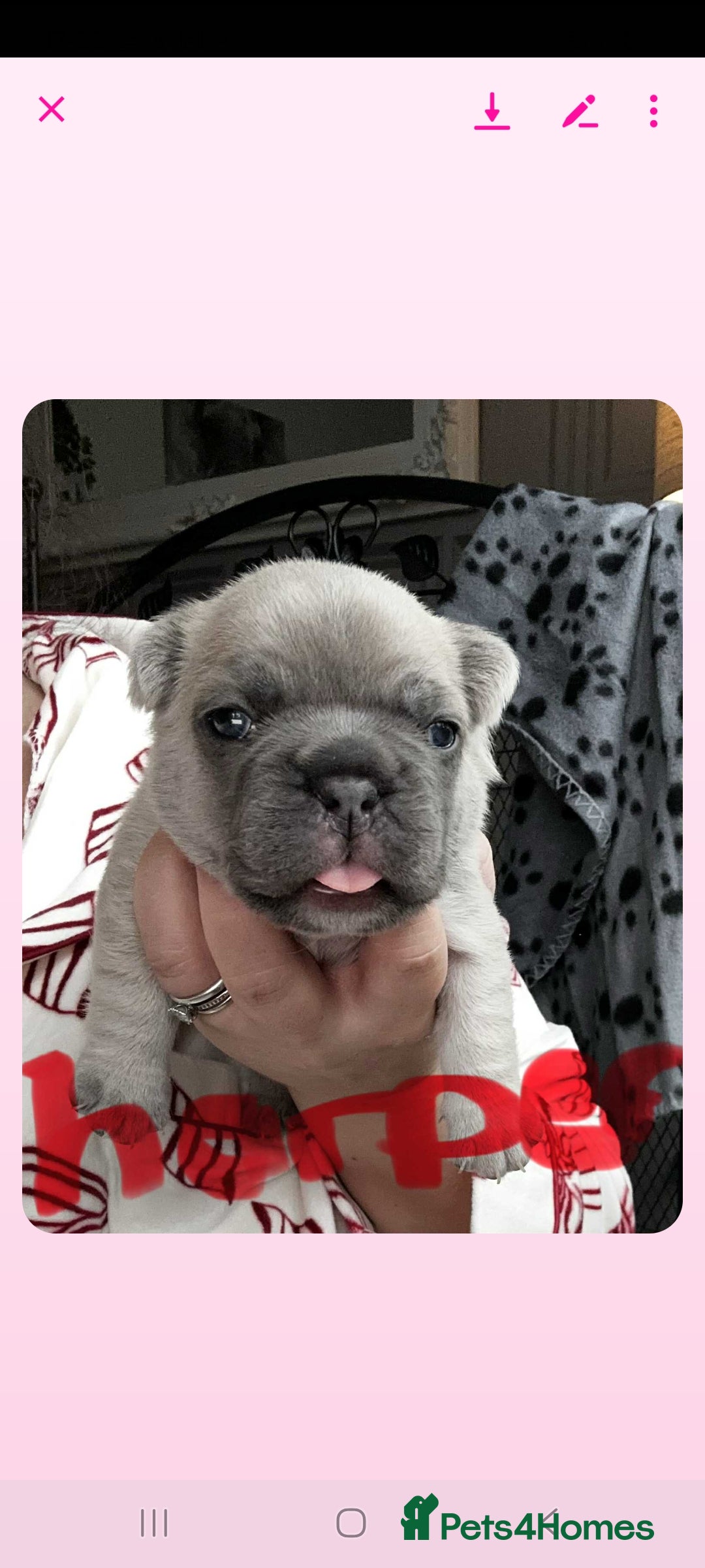French Bulldog dogs for sale: French bulldog  - Image 11