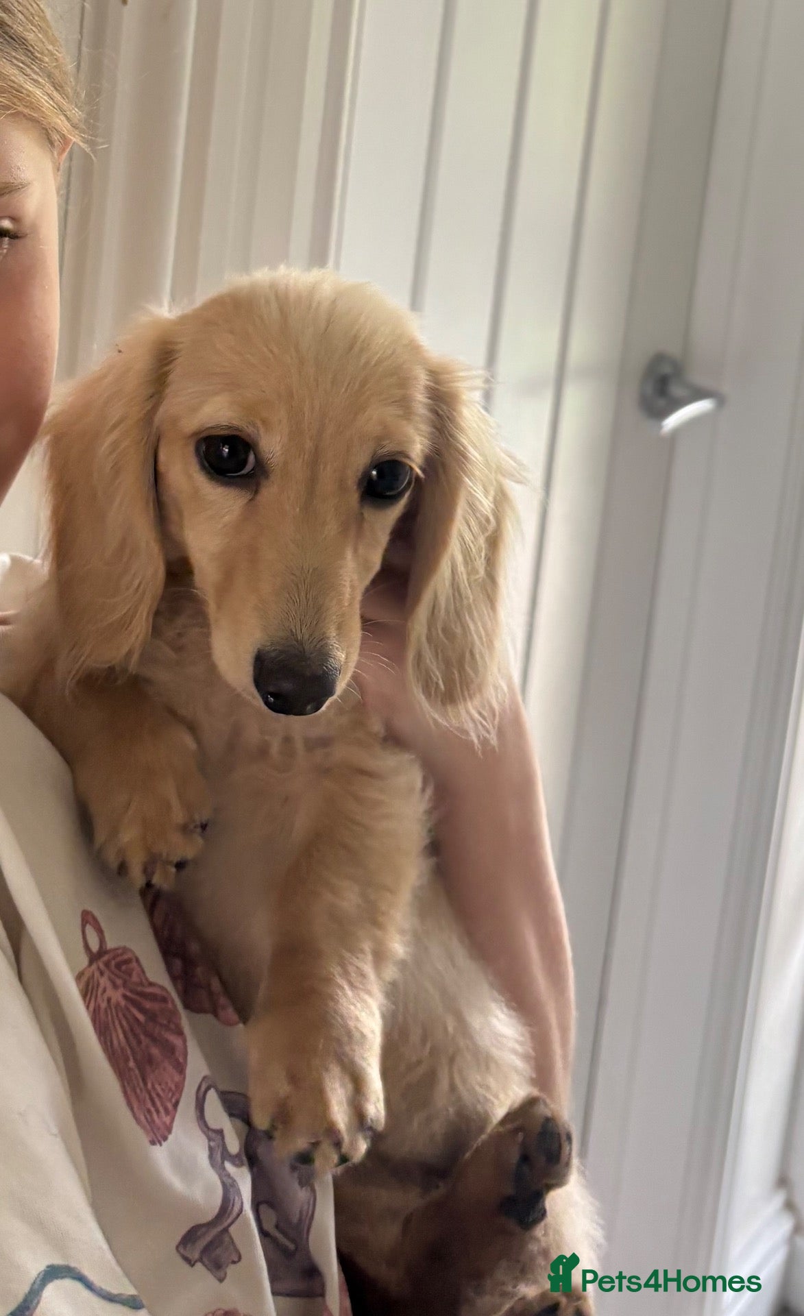 Miniature Dachshund dogs English Cream longhaired female mini dachshund pup - Advert 1