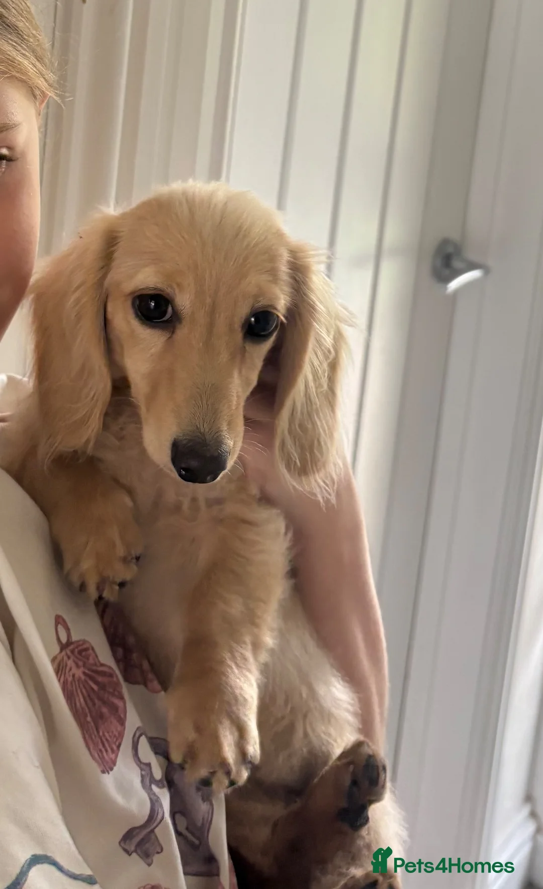 Miniature Dachshund dogs for sale: English Cream longhaired female mini dachshund pup - Advert 1