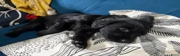 Flat coated Retriever dogs for sale: 4 flat coated retriever’s puppies  - Advert 11