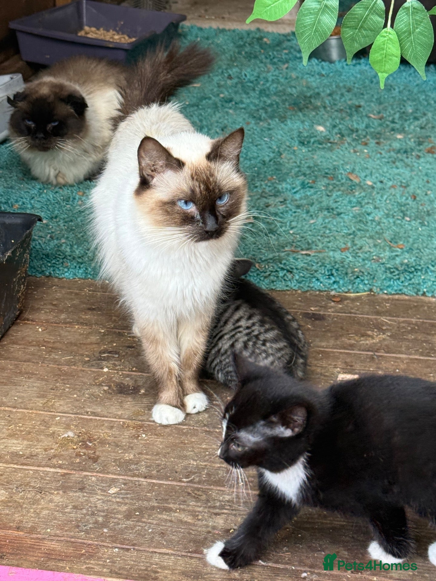 Mixed Breed cats for sale: Ragdoll cross kittens  - Advert 2
