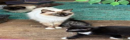 Mixed Breed cats for sale: Ragdoll cross kittens  - Advert 1