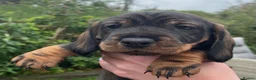 Dachshund dogs for sale: Working wire haired dachshund puppies - Advert 5